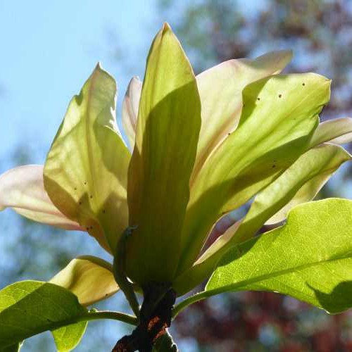 Magnolia solarflair